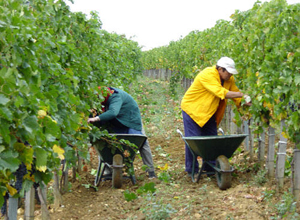 Arbeit im Weingarten
